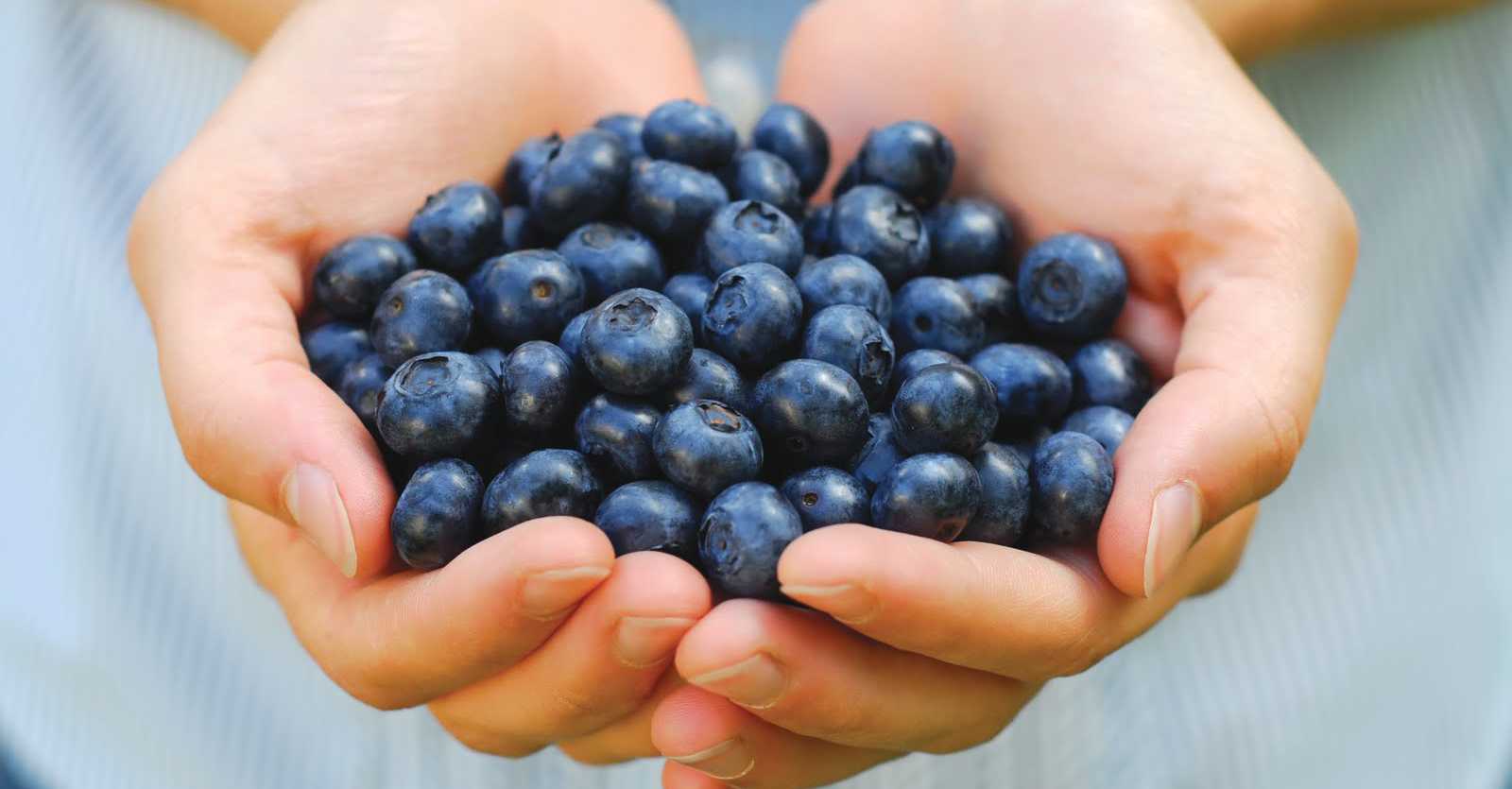 Manfaat Blueberry, Menjaga Kesehatan Otak Hingga Cegah Stroke Pantau