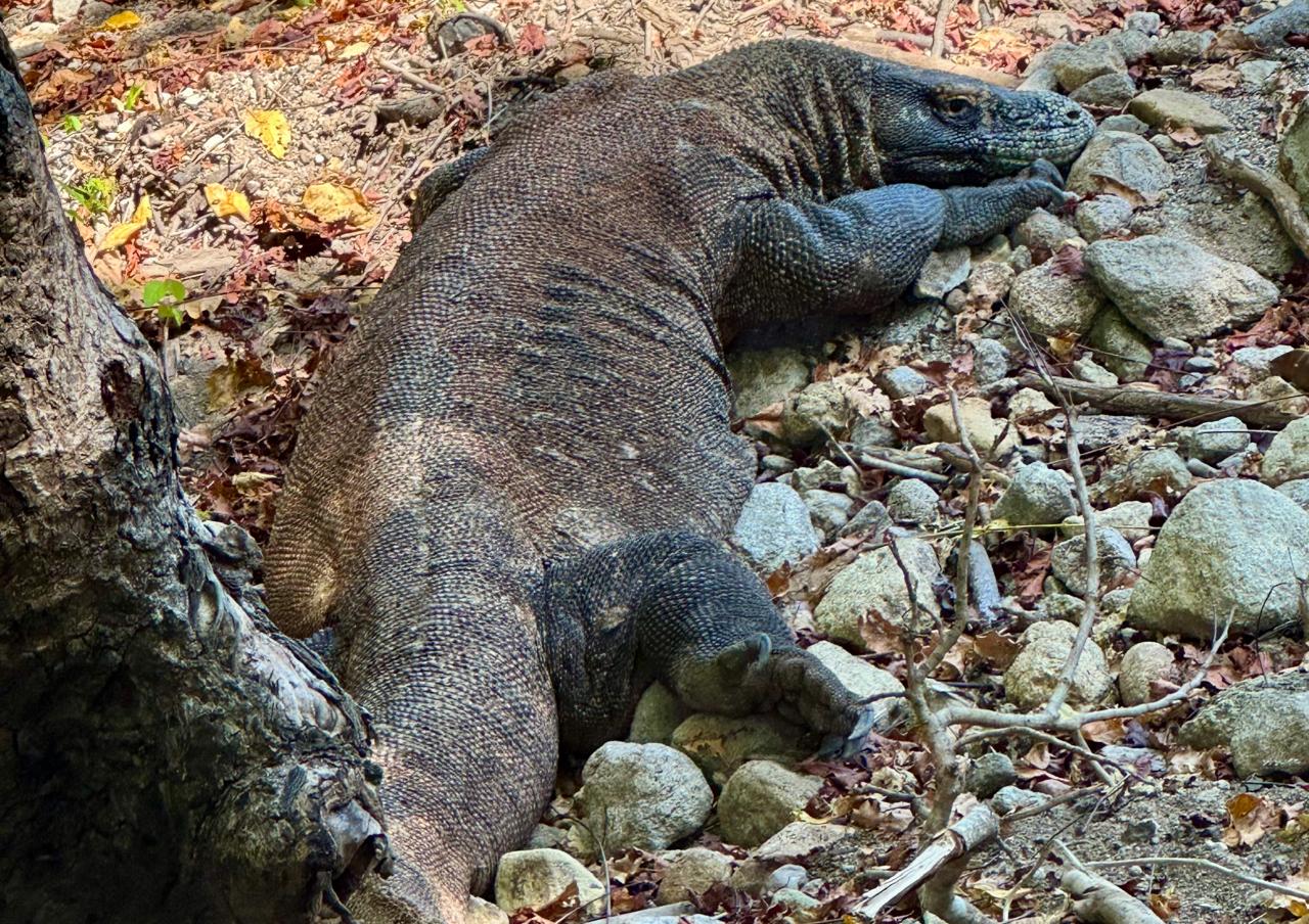 Fakta Menarik tentang Hewan Purba yang Perlu Kamu Ketahui