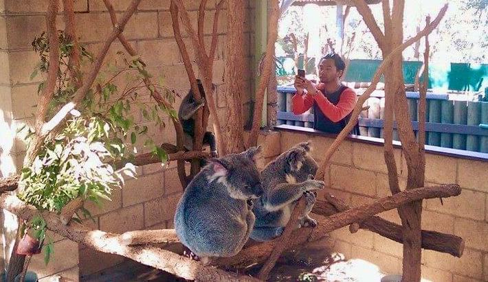 Melihat Koala Menggemaskan di Lone Pine Koala Sanctuary Brisbane ...