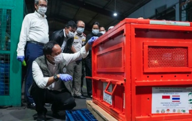 Kementerian Kehutanan Repatriasi Empat Orangutan Korban Perdagangan Ilegal dari Thailand ke Indonesia