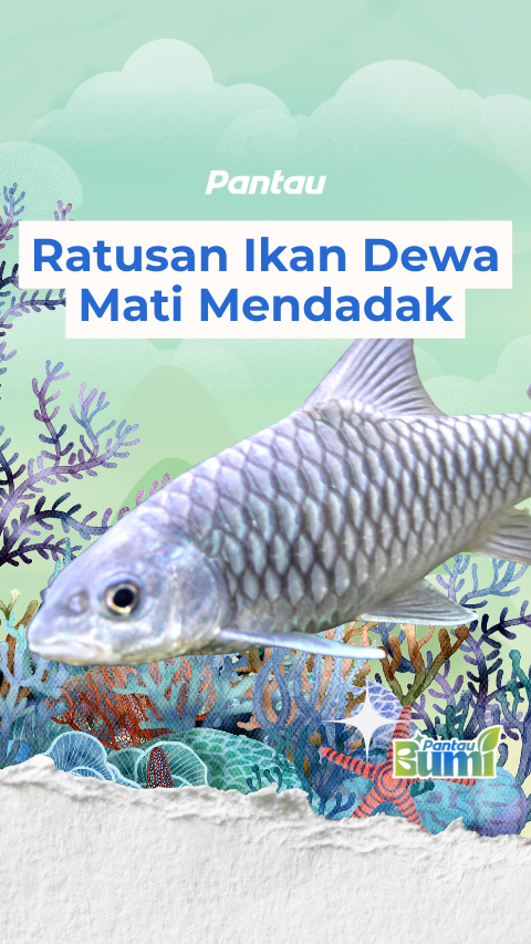 RATUSAN IKAN DEWA MATI MENDADAK