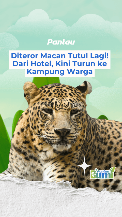 DITEROR MACAN TUTUL LAGI!