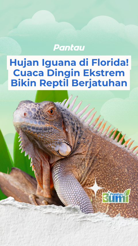 HUJAN IGUANA DI FLORIDA! CUACA DINGIN EKSTREM BIKIN REPTIL BERJATUHAN
