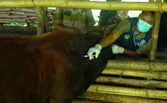 Kementan Alokasikan 151 Ribu Dosis Vaksin PMK untuk Jawa Barat Demi Lindungi Ternak