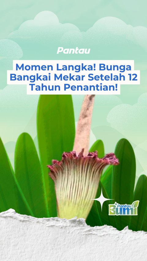 BUNGA BANGKAI MEKAR SETELAH 12 TAHUN PENANTIAN!