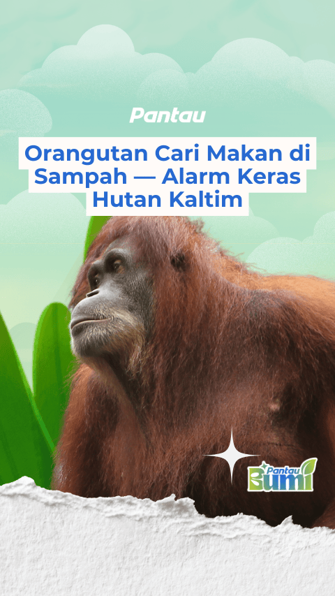 ORANGUTAN CARI MAKAN DI SAMPAH