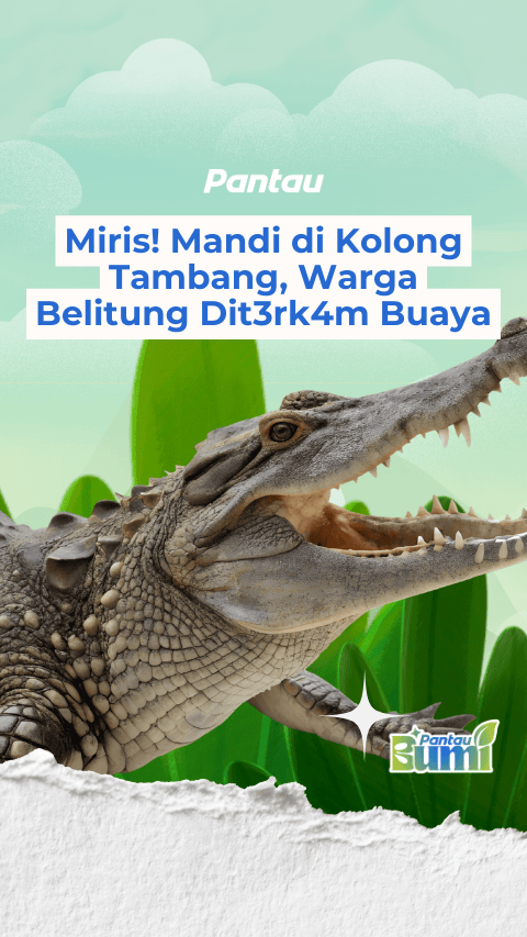 WARGA BELITUNG DITERKAM BUAYA