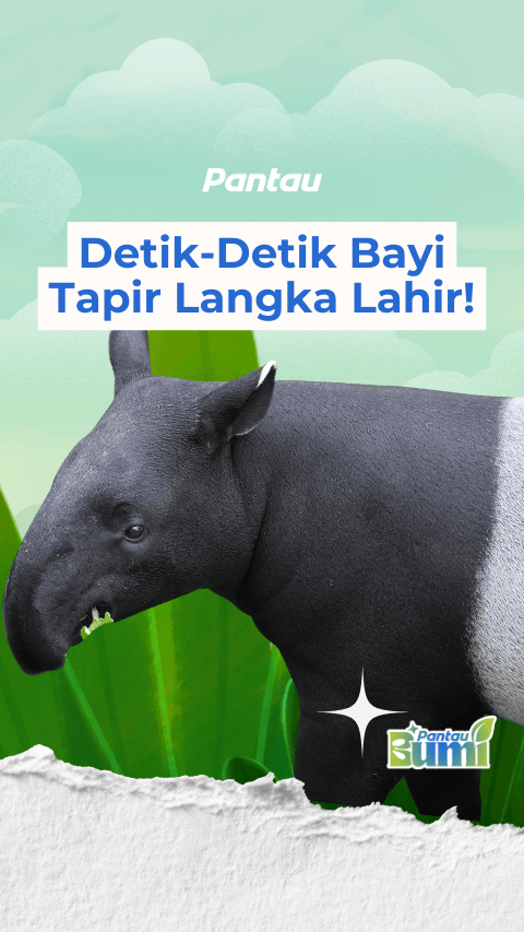 DETIK DETIK BAYI TAPIR LANGKA LAHIR
