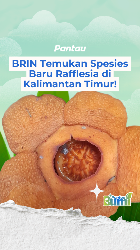 BRIN TEMUKAN SPESIES BARU RAFFLESIA DI KALIMANTAN TIMUR!