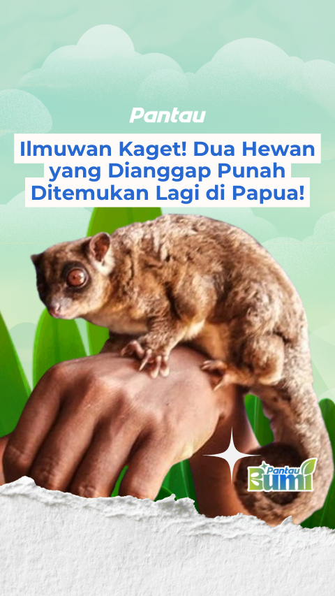 DUA HEWAN YANG DIANGGAP PUNAH DITEMUKAN LAGI DI PAPUA