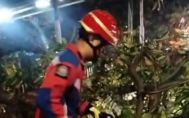 Pohon Tumbang di Ciracas Berhasil Dievakuasi Cepat oleh Damkar Jakarta Timur Tanpa Korban