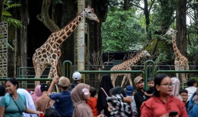 Ragunan Diserbu 353 Ribu Wisatawan Saat Libur Lebaran 2026, Puncak Kunjungan Capai 80 Ribu Orang