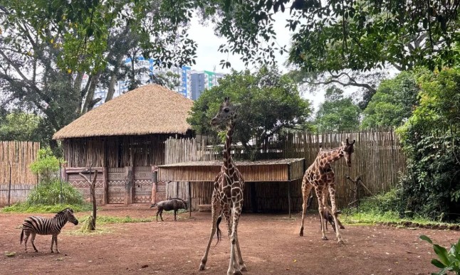 DPRD Jabar Tegaskan Penyelamatan Satwa Bandung Zoo Jadi Prioritas di Tengah Konflik Pengelolaan