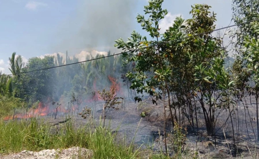 Kebakaran Hutan dan Lahan Terjadi di Kalimantan Timur dan Utara, Delapan Hektare Area Terdampak