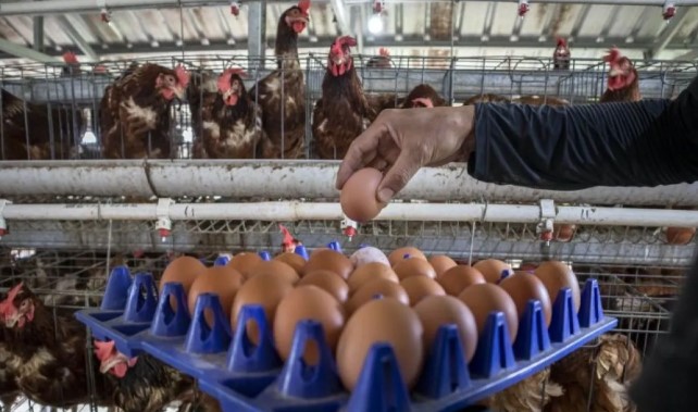 Bapanas Pastikan Stok Melimpah, Harga Telur Ayam Ras Nasional Tetap Stabil