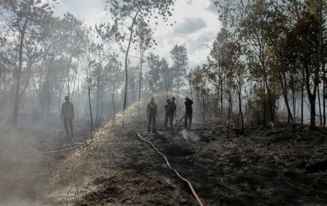 Ancaman El Nino Kuat, Mitigasi Lahan Gambut Jadi Kunci Cegah Bencana Besar