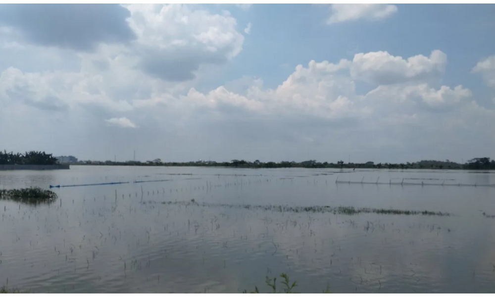Ratusan Hektare Sawah di Demak Terendam Banjir, Ribuan Warga Mengungsi