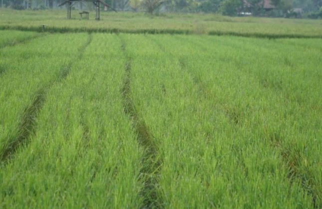 Kementerian PU Jalankan Program P3TGAI 2026 di 12 Ribu Lokasi untuk Perkuat Irigasi dan Serap Tenaga Kerja