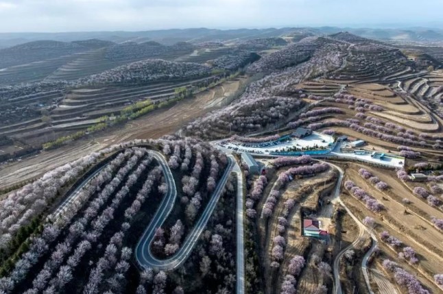 Bunga Musim Semi Mekar di Ningxia China dan Tarik Lonjakan Wisatawan saat Festival Qingming