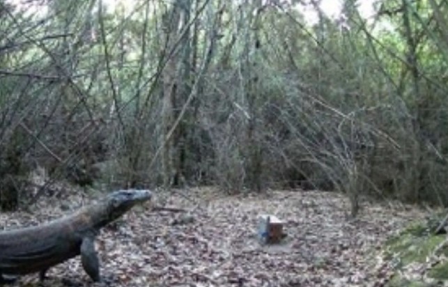 BKSDA NTT Pasang 12 Kamera Jebak untuk Cegah Konflik Komodo dengan Warga di Manggarai Timur