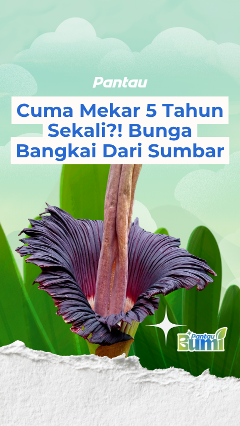CUMA MEKAR 5 TAHUN SEKALI?! BUNGA BANGKAI DARI SUMBER