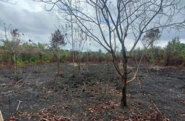 Polres Bengkalis Tangkap Pelaku Pembakar 35 Hektare Lahan di Kawasan Hutan Negara