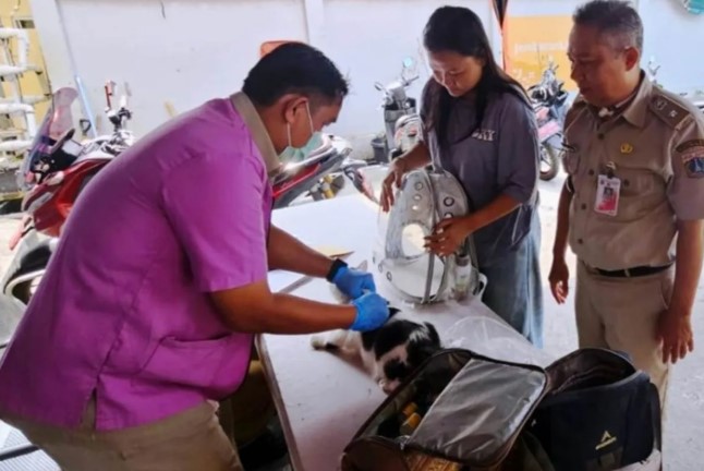 Vaksinasi Gratis Puluhan Hewan Penular Rabies Digelar di Tambora Jakarta Barat