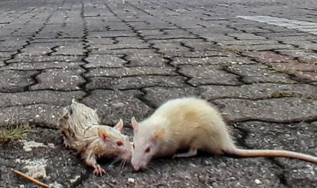 Waspada Ancaman Tersembunyi, BRIN Ingatkan Potensi Kembalinya Wabah Pes di Indonesia