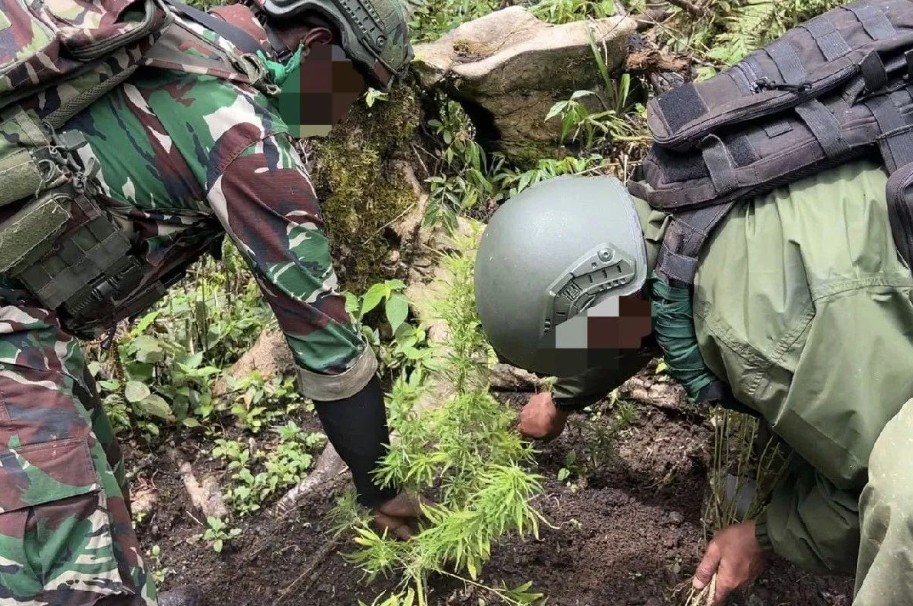 Pengungkapan Ladang Ganja di Pegunungan Bintang, Aparat TNI-Polri Amankan 226 Batang dan Dua Saksi