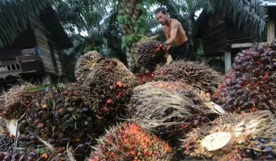 Harga TBS Sawit Riau Naik hingga Rp4.088,09 per Kilogram Dipicu Kenaikan CPO dan Kernel
