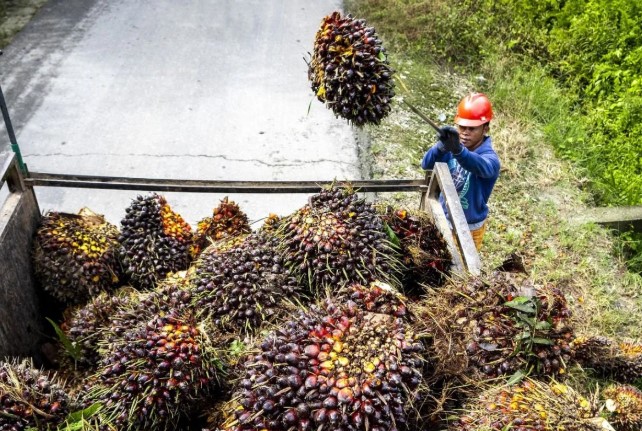 Ekonomi Sirkular Dinilai Mampu Ubah Limbah Sawit Jadi Produk Bernilai Tinggi dan Ramah Lingkungan