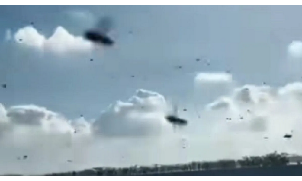 BKSDA Bali Sebut Pancaroba Picu Migrasi Lebah Lintasi Tol Bali Mandara