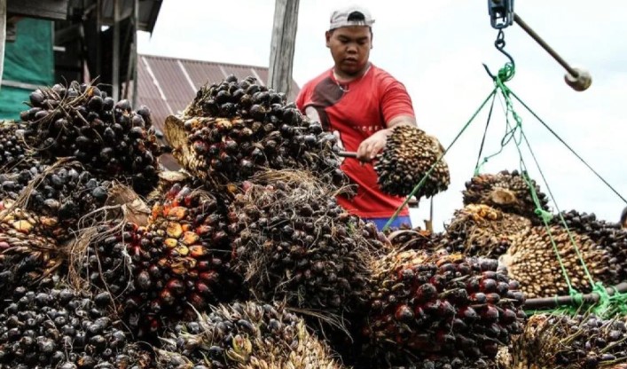Peneliti Soroti Tantangan Traceability Sawit, Petani Kecil Jadi Titik Paling Rentan