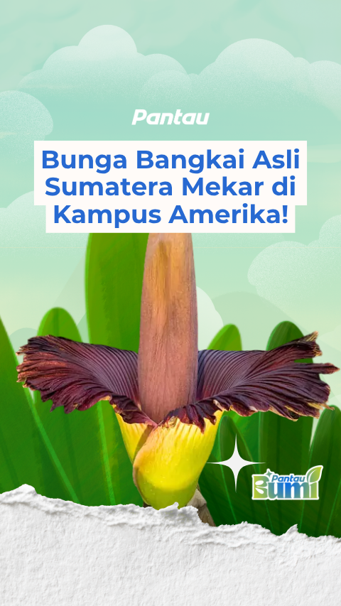 BUNGA BANGKAI ASLI SUMATERA MEKAR DI KAMPUS AMERIKA!