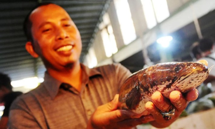 BRIN Ungkap Ikan Gabus Berpotensi Jadi Superfood Lokal dengan Kandungan Protein dan Albumin Tinggi