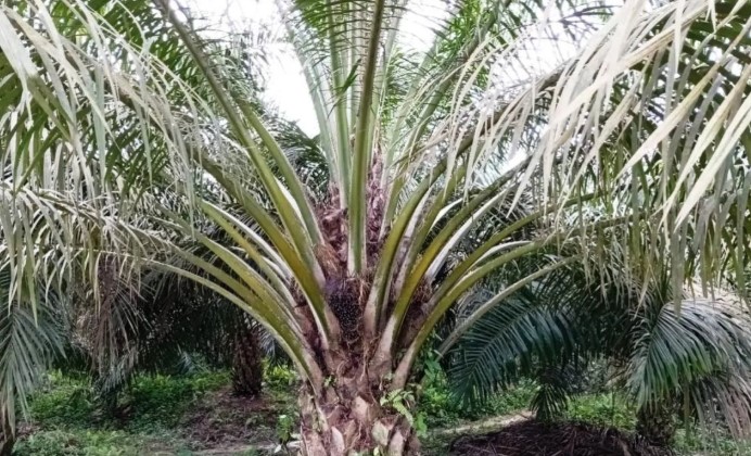 Biodiesel B50 Dinilai Perkuat Ketahanan Energi dan Pangan, Ini Strategi Pemenuhannya