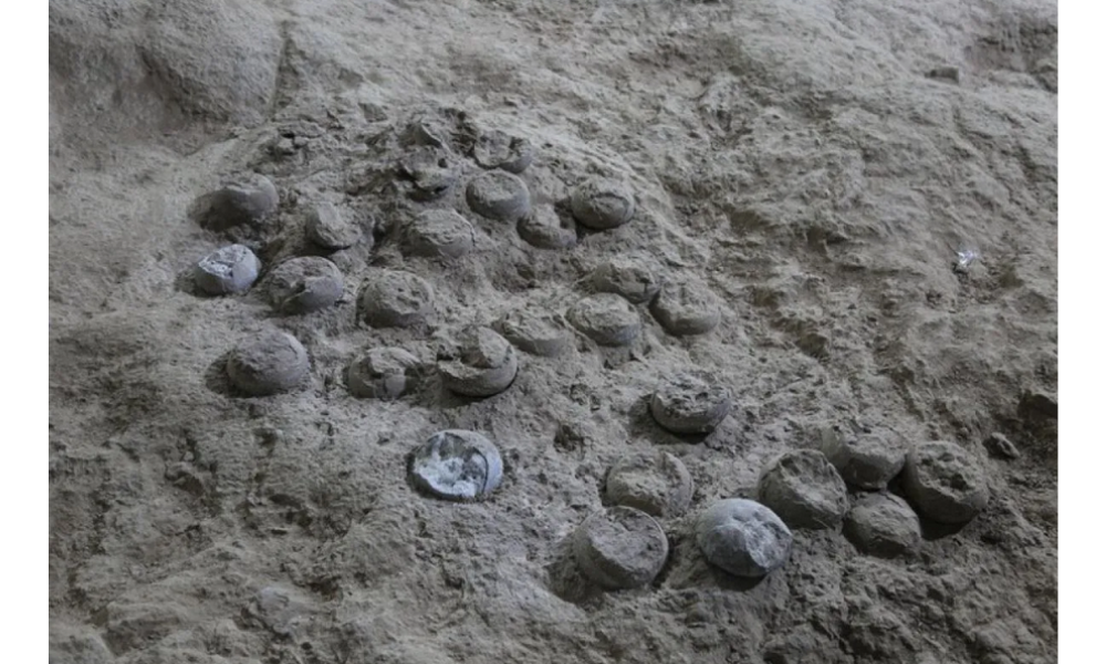 Ilmuwan China Kembangkan Lapisan Nano untuk Lindungi Fosil Telur Dinosaurus Berusia 86 Juta Tahun