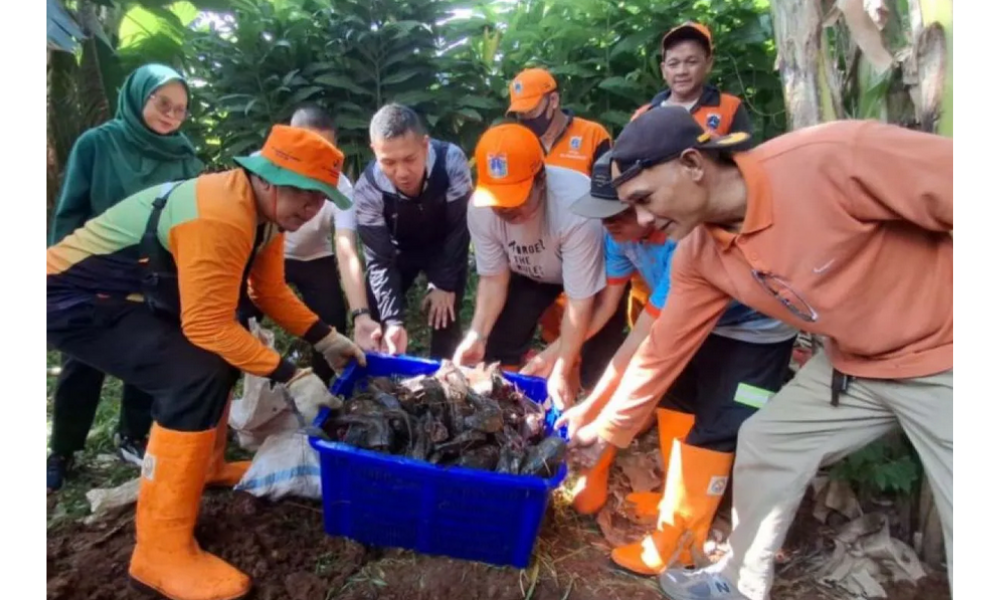 Pemkot Jakarta Selatan Gencar Basmi Ikan Sapu-Sapu untuk Jaga Ekosistem Kali