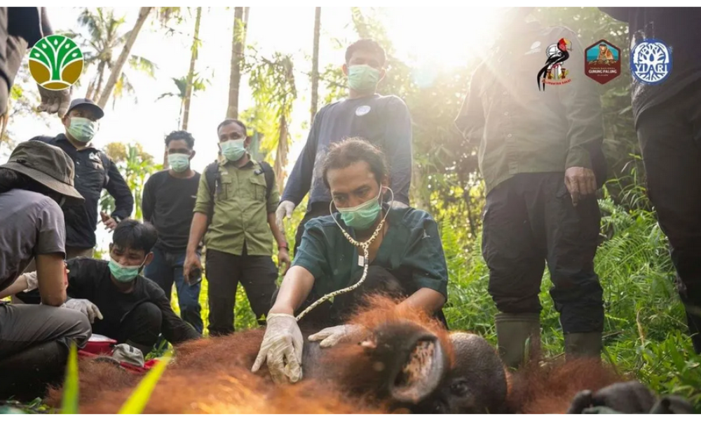 Phapros Catat Lonjakan Laba 113 Persen pada Kuartal I 2026, Penjualan Obat Generik Jadi Penopang