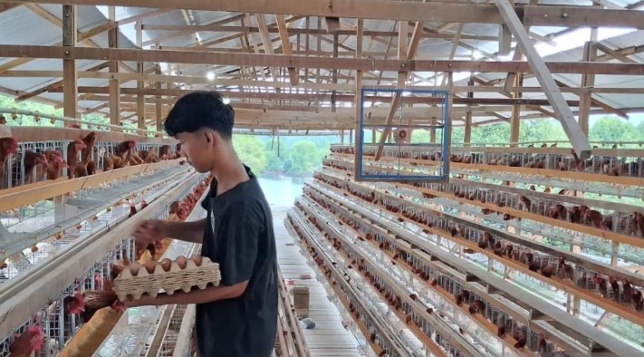 Guru Besar UGM Soroti Risiko Investasi Asing di Sektor Ayam Petelur saat Produksi Surplus