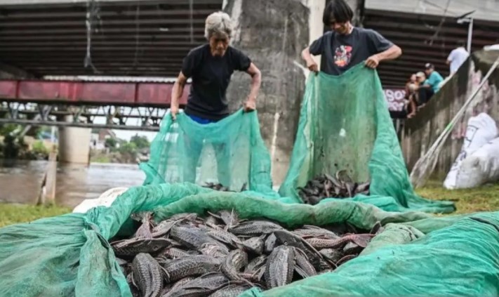 Fenomena Ikan Sapu-Sapu di Sungai Perkotaan Soroti Peran Manusia dalam Kerusakan Ekosistem