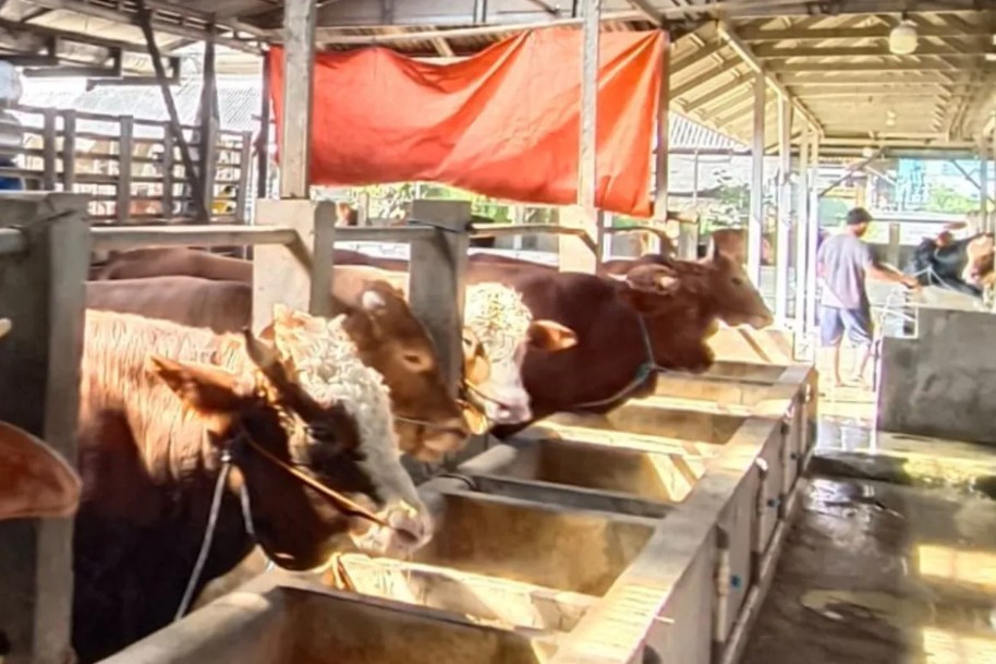 Dinas Pertanian Kabupaten Cirebon Perketat Pemeriksaan Hewan Kurban Jelang Idul Adha 2026