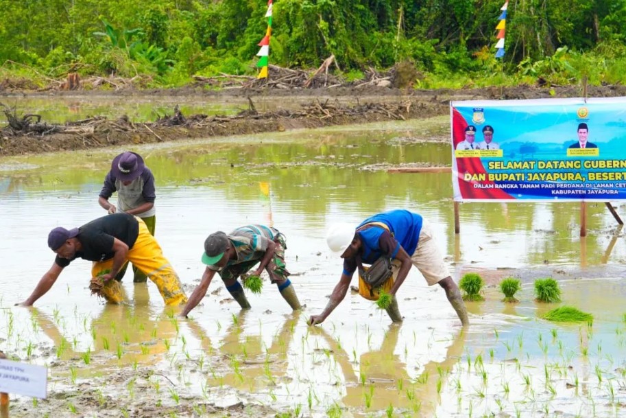 Program Cetak Sawah di Papua Digenjot, Pemerintah Targetkan 30.000 Hektare untuk Swasembada Pangan