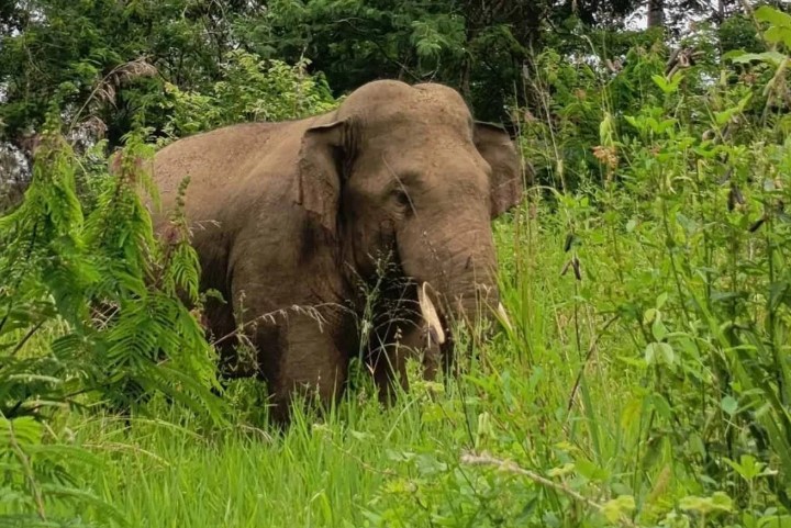 BKSDA Aceh Turunkan Tim Usir Gajah Liar yang Masuk Kebun Warga di Bener Meriah