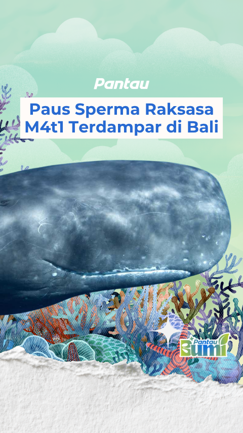 PAUS SPERMA RAKSASA MATI TERDAMPAR