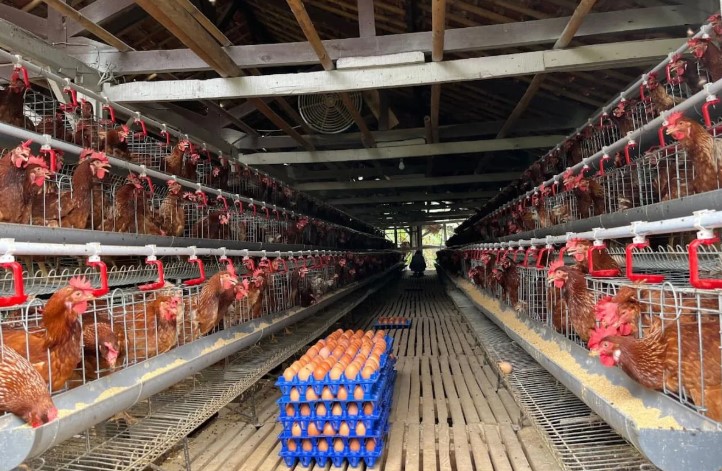 Kementan Gandeng Asosiasi dan Pelaku Usaha untuk Stabilkan Harga Telur Ayam