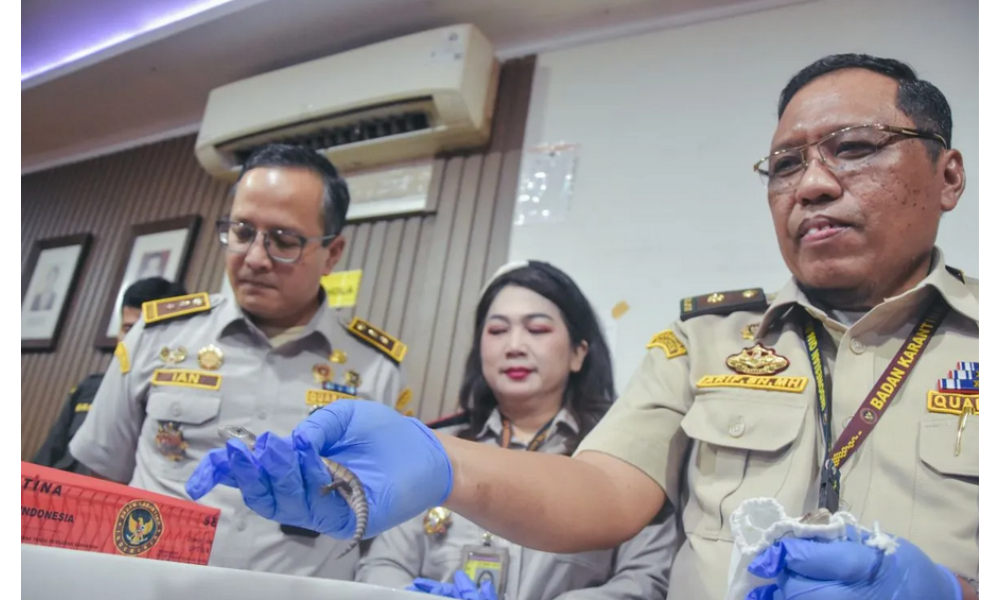 Barantin dan Bea Cukai Gagalkan Penyelundupan 10 Satwa Hidup dari Thailand