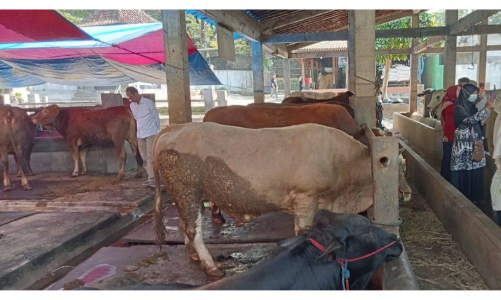 UGM Tekankan Kurban Harus Halal, Aman, dan Ihsan Jelang Idul Adha 1447 H