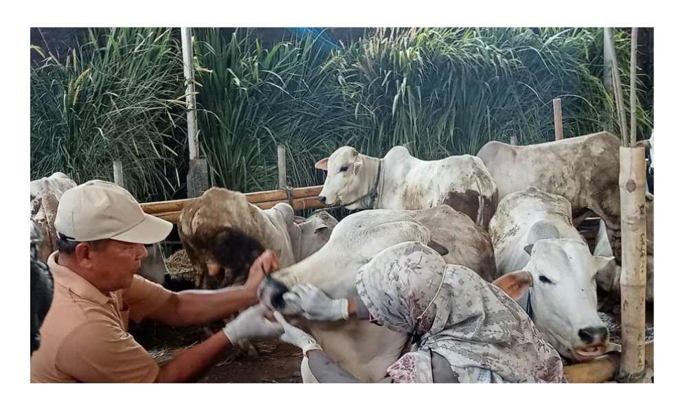 Dua Sapi Asal Bantul Lolos Seleksi Hewan Kurban Presiden Prabowo untuk Idul Adha