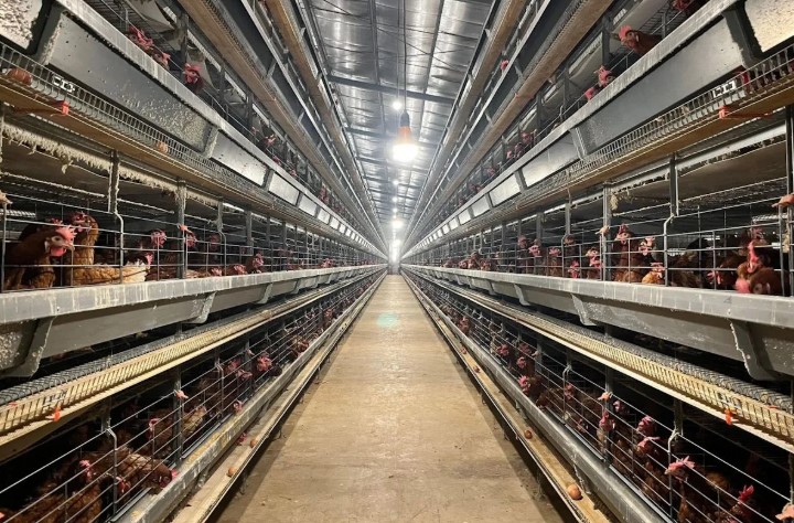 Kementan Tegaskan Peternak Rakyat Jadi Prioritas Pengembangan Industri Ayam Nasional